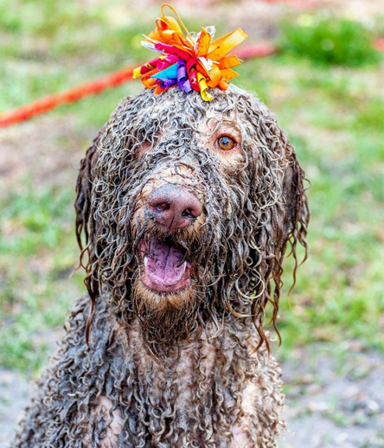 dogs-playing-in-mud