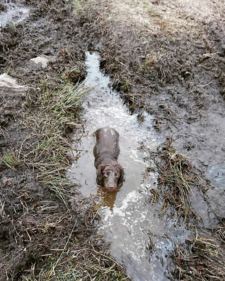 dogs-playing-in-mud