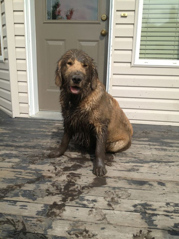 dogs-playing-in-mud
