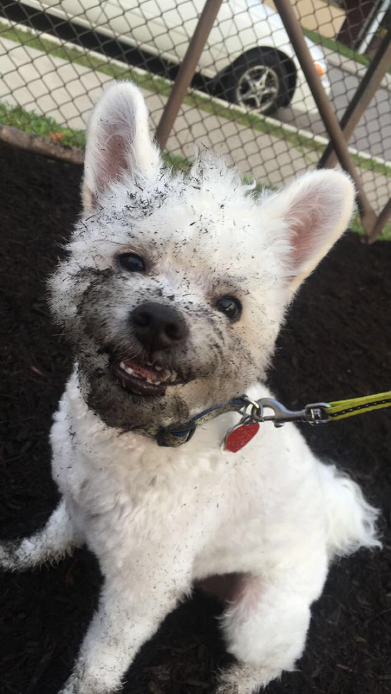 dogs-playing-in-mud