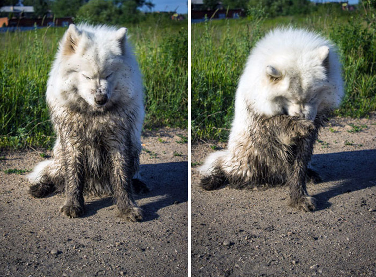 dogs-playing-in-mud