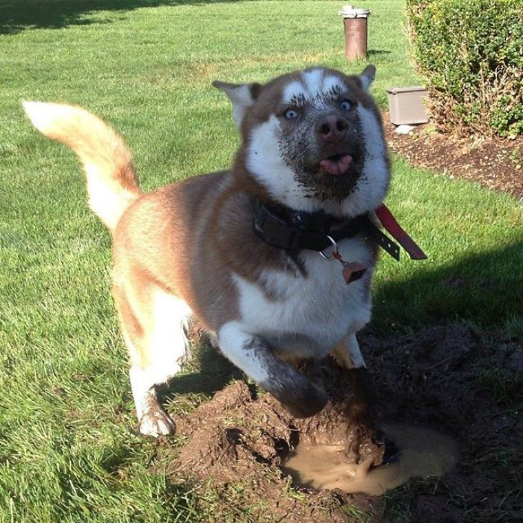 dogs-playing-in-mud