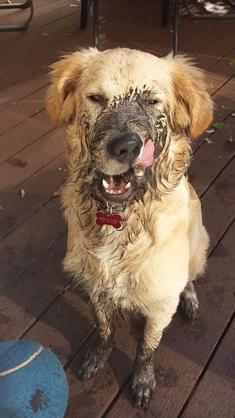dogs-playing-in-mud