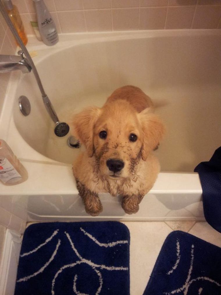 dogs-playing-in-mud