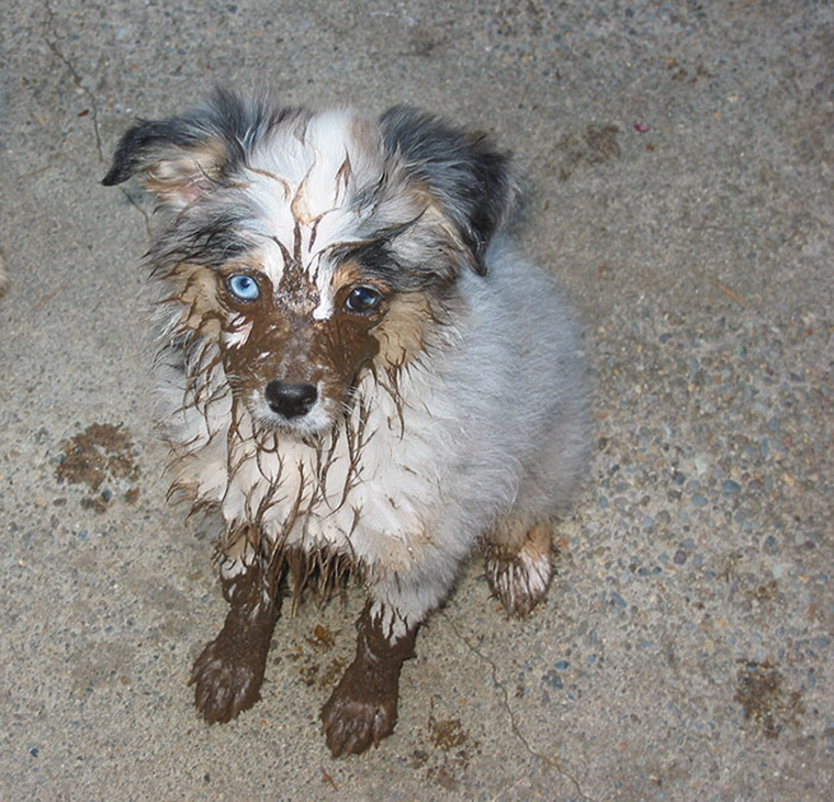 dogs-playing-in-mud