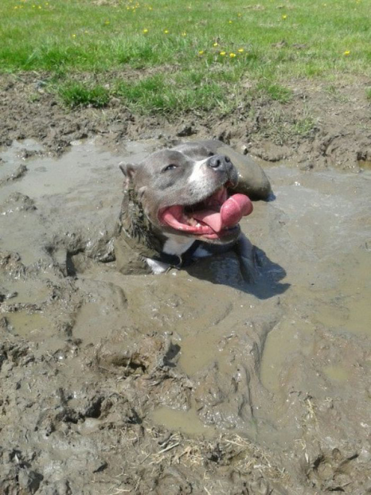 dogs-playing-in-mud