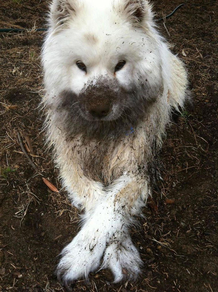 dogs-playing-in-mud