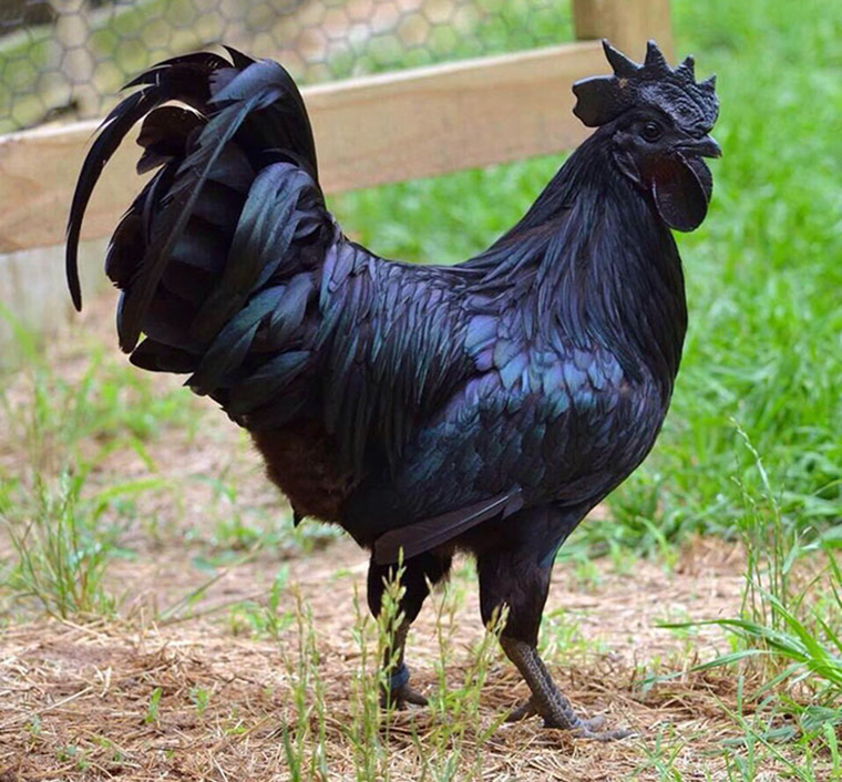 goth-black-chicken