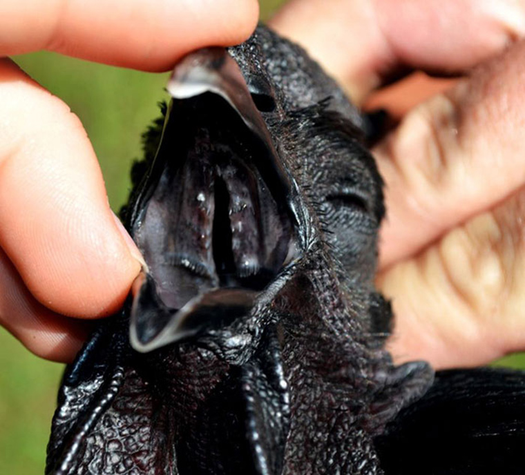 goth-black-chicken