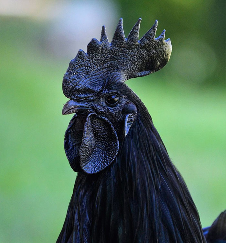 goth-black-chicken
