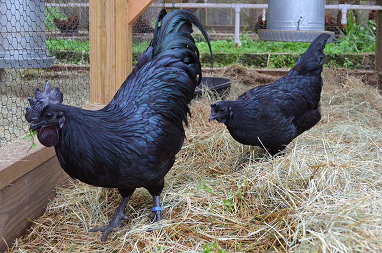 goth-black-chicken