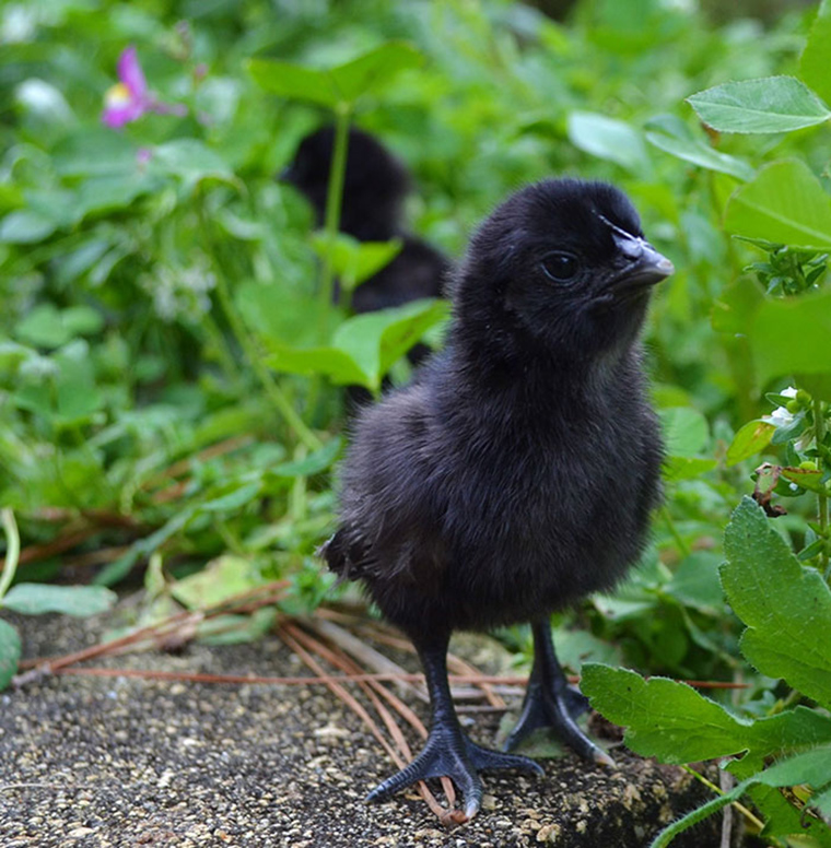 goth-black-chicken