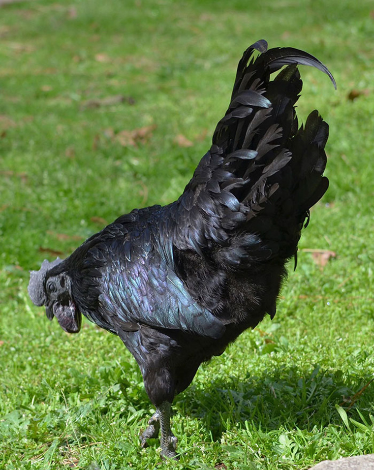 goth-black-chicken