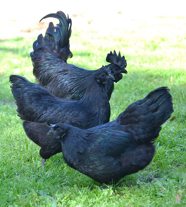 goth-black-chicken