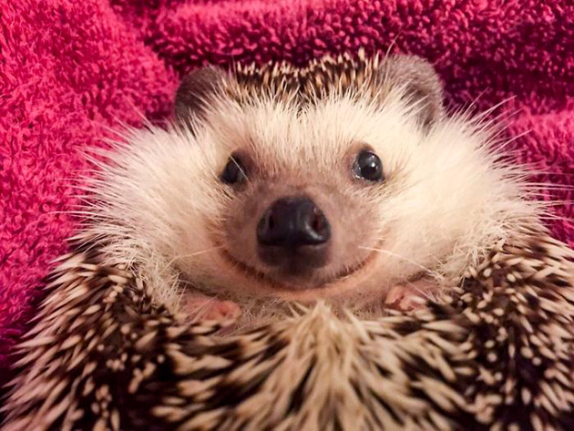 happiest-smiling-hedgehog-wildo