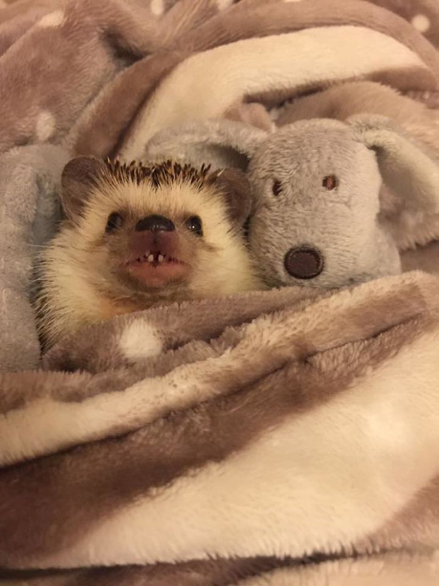 happiest-smiling-hedgehog-wildo