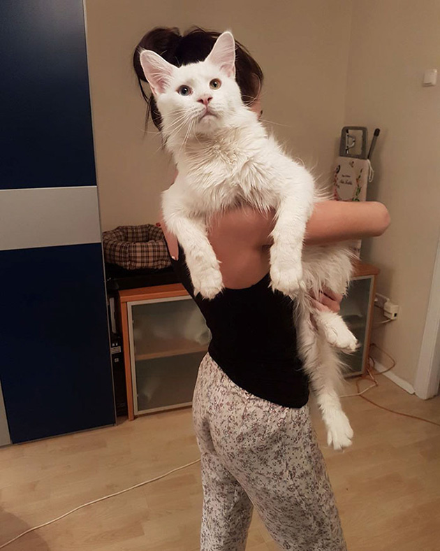 maine coon cat hugs