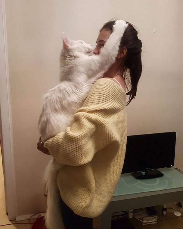 maine coon cat hugs