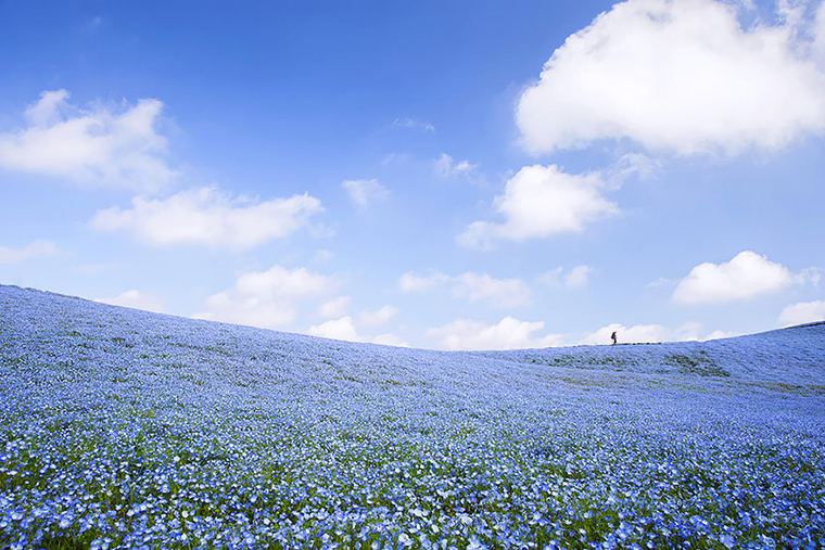 amazing-fields-of-blue-flowers-in-hitachi-japan