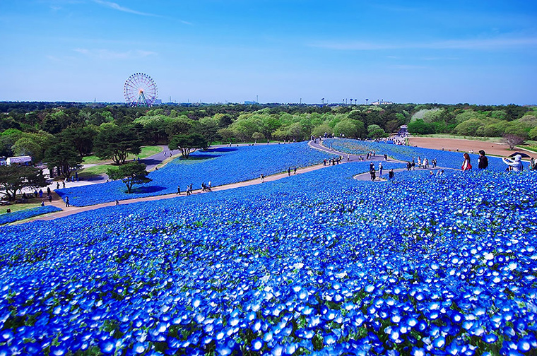 amazing-fields-of-blue-flowers-in-hitachi-japan