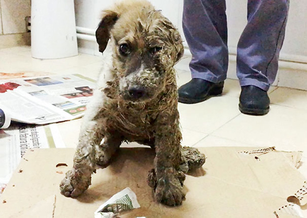 puppy covered clue rescued
