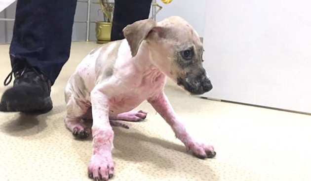 puppy covered clue rescued