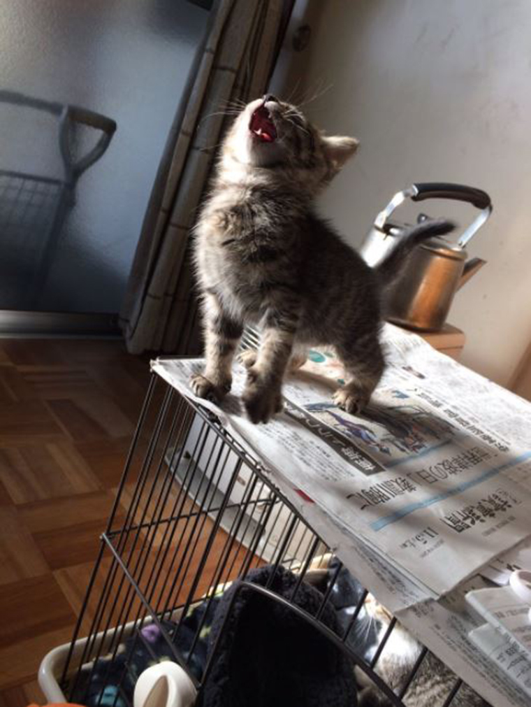 roaring-kittens