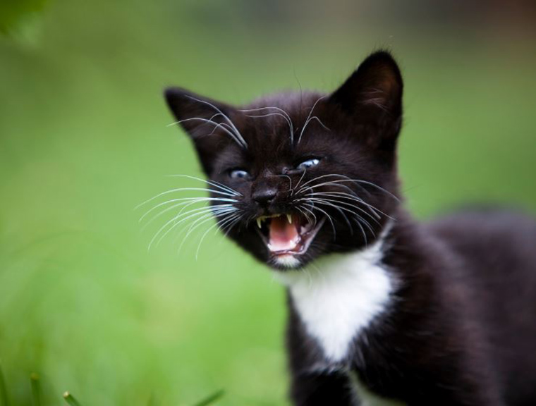 roaring-kittens