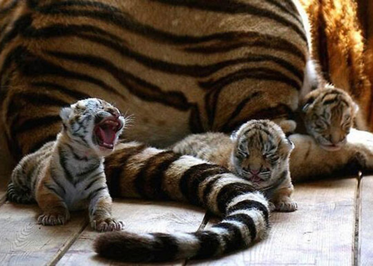 roaring-kittens