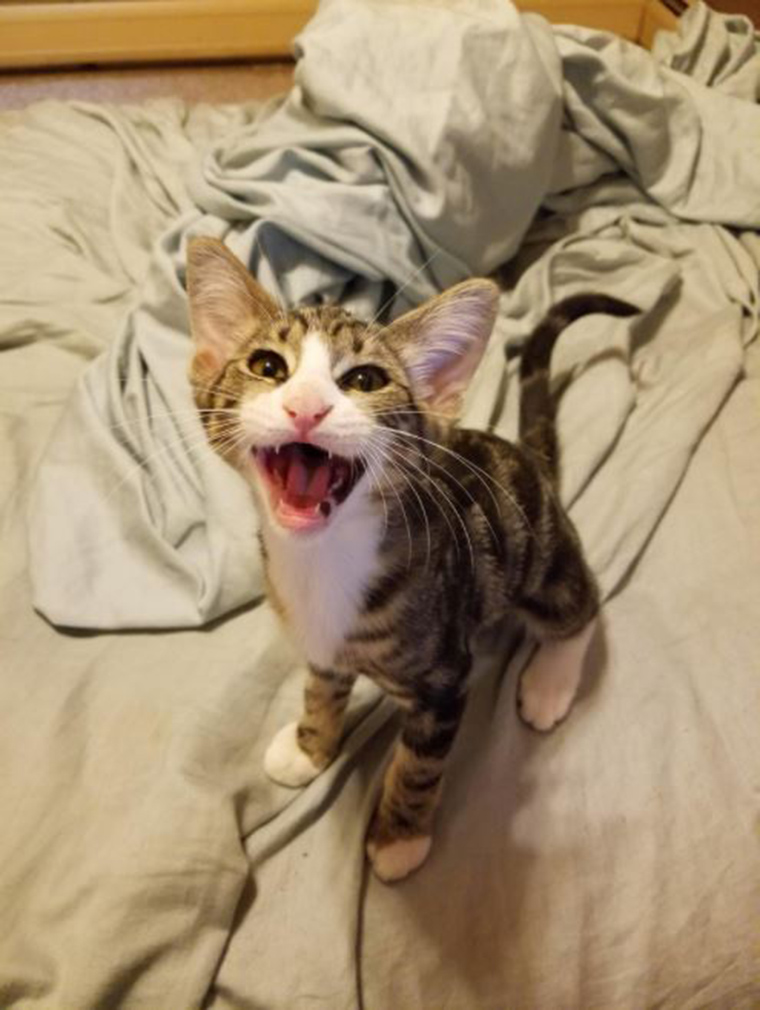 roaring-kittens