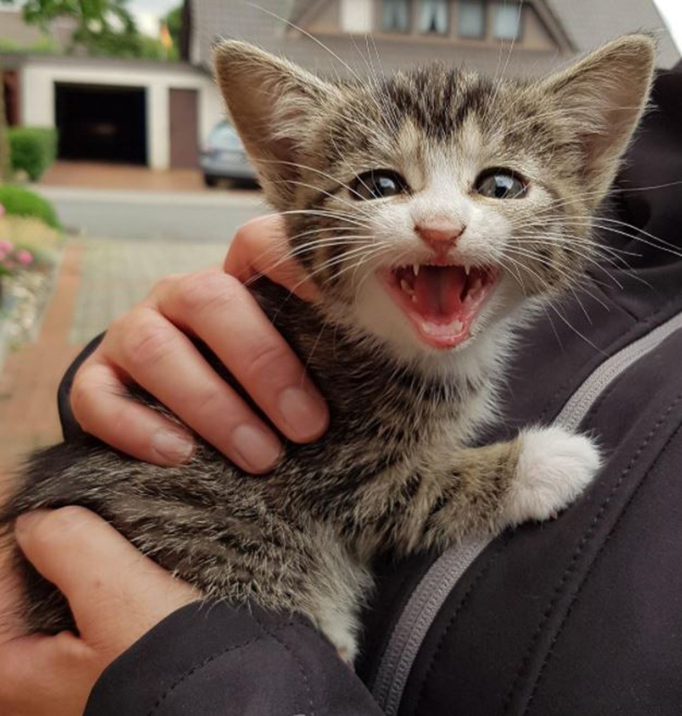 roaring-kittens