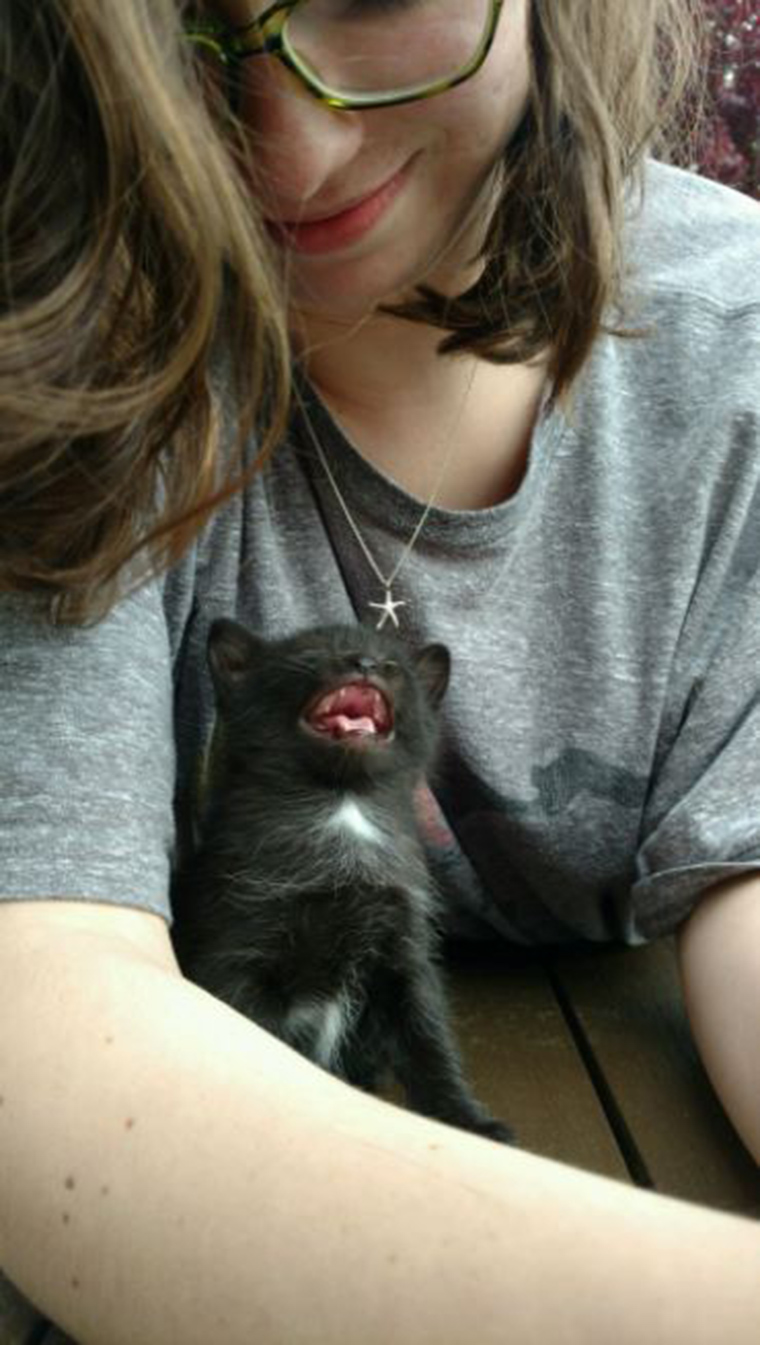roaring-kittens