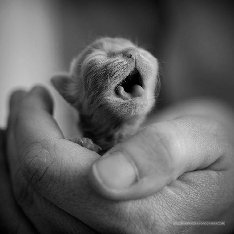 roaring-kittens
