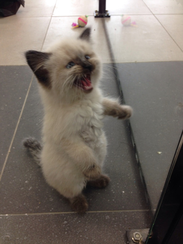 roaring-kittens