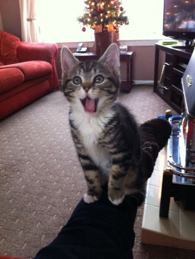 roaring-kittens