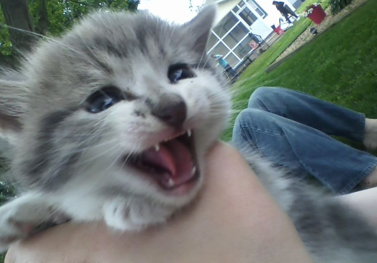 roaring-kittens