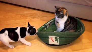 Puppy attempts to reclaim bed from cat