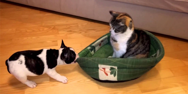 Puppy attempts to reclaim bed from cat