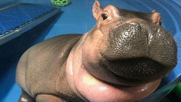 baby hippo become social media star