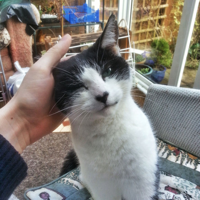 best i dont own cat moments