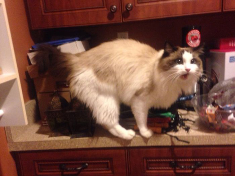 best i dont own cat moments