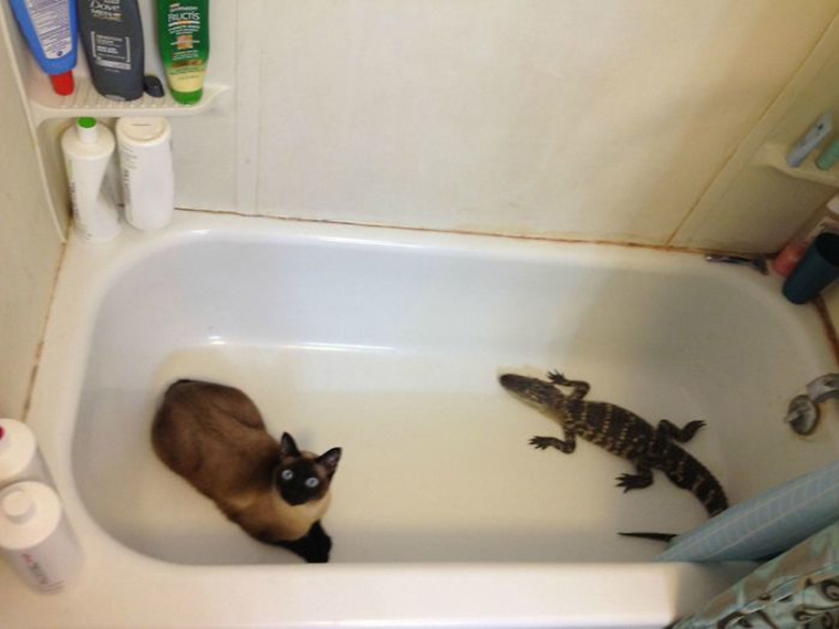 best i dont own cat moments
