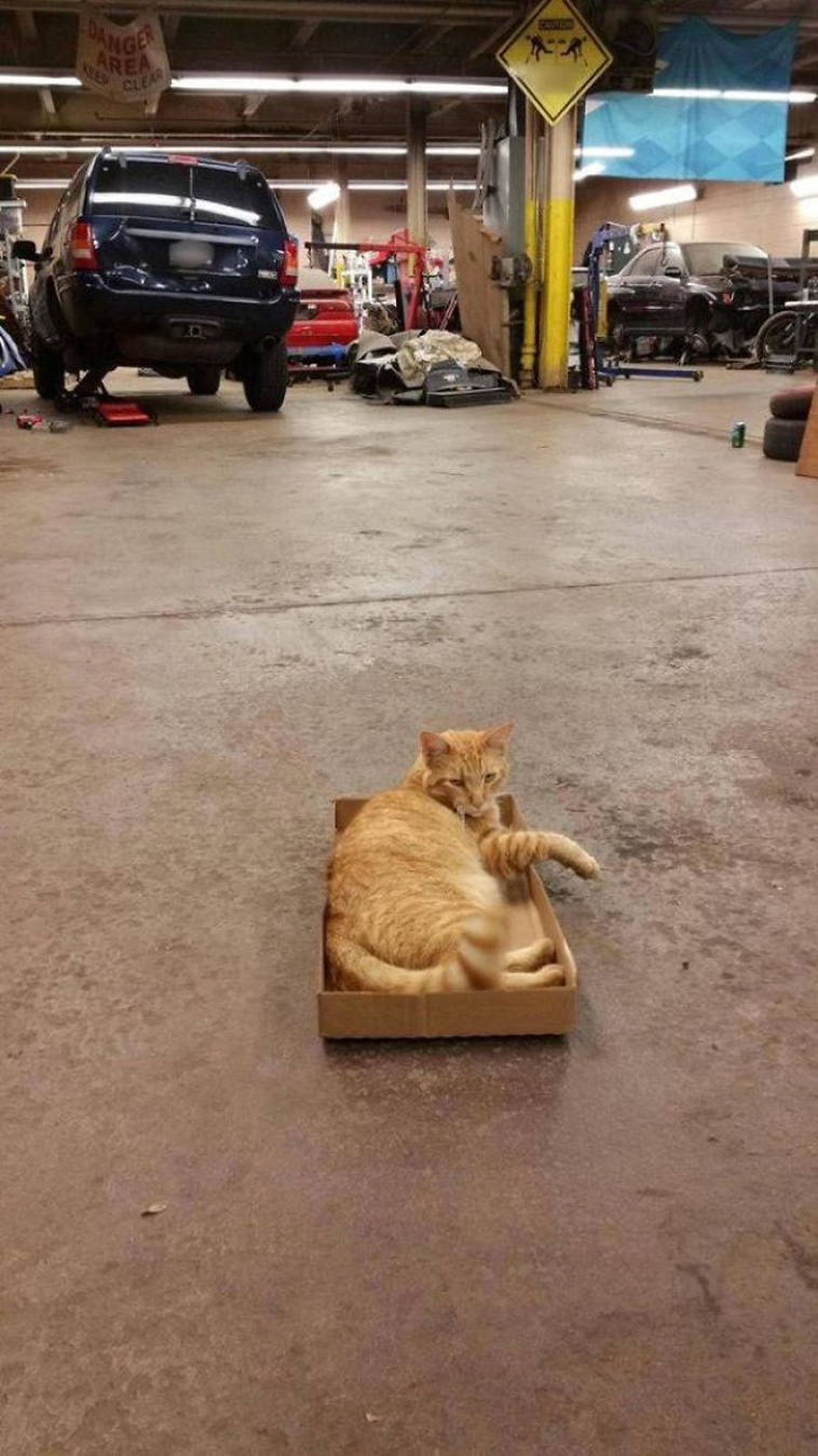best i dont own cat moments