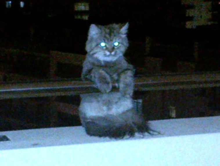best i dont own cat moments