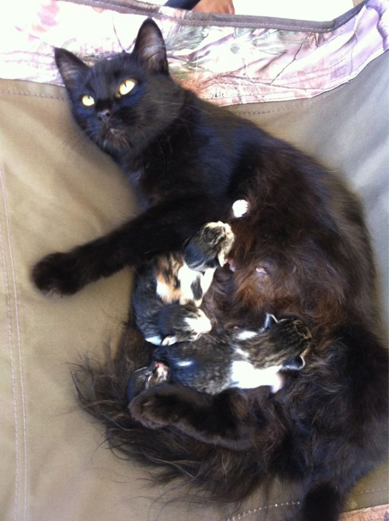 best i dont own cat moments