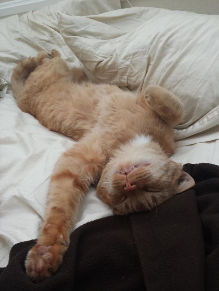 best i dont own cat moments