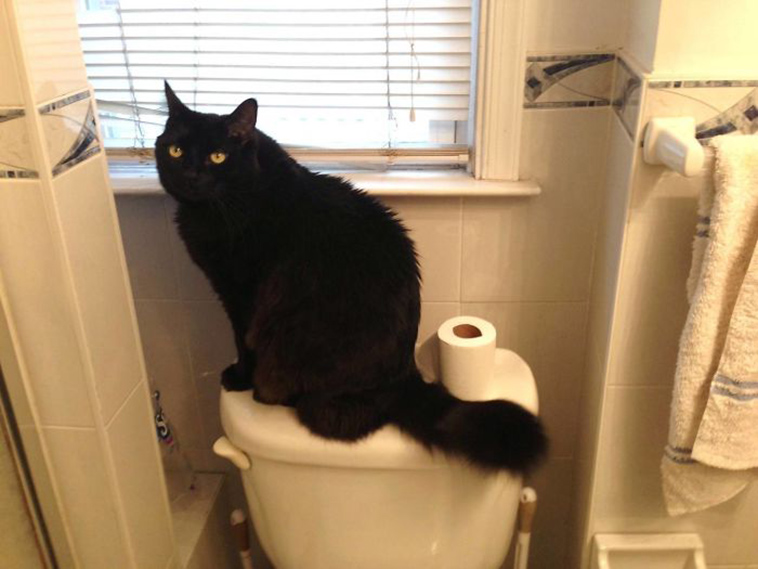 best i dont own cat moments