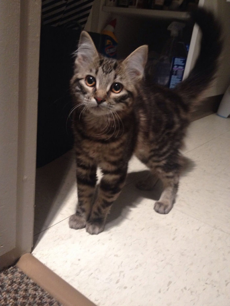 best i dont own cat moments