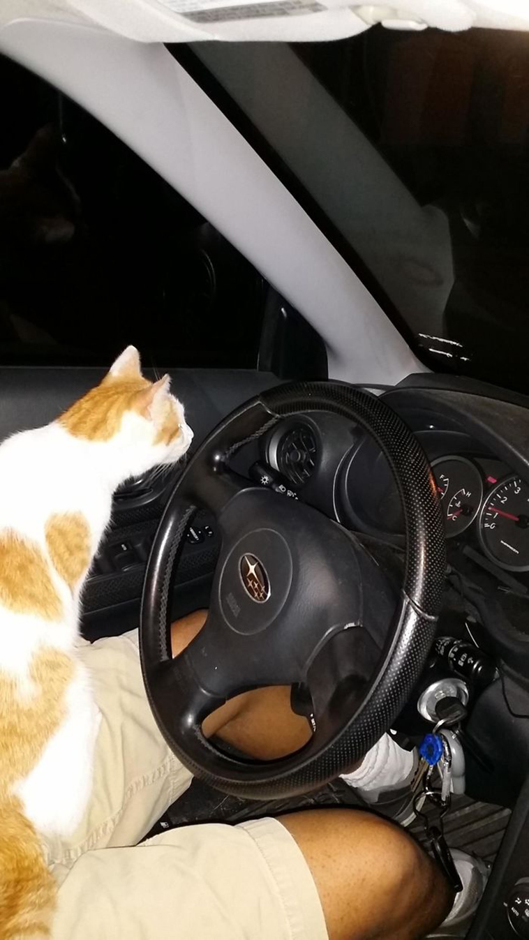 best i dont own cat moments
