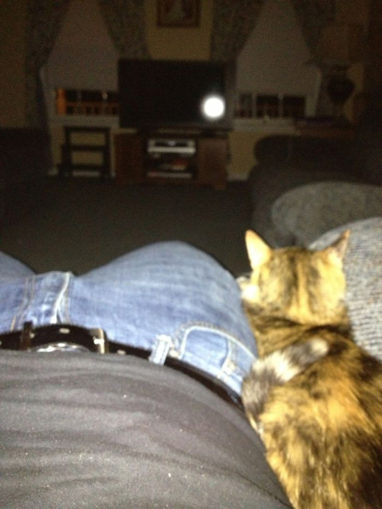 best i dont own cat moments